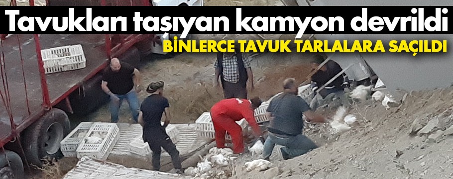 Tavuk kamyonu devrildi, tavuklar tarlalara saçıldı