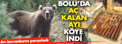 Bolu'da aç kalan ayı arı kovanlarını parçaladı