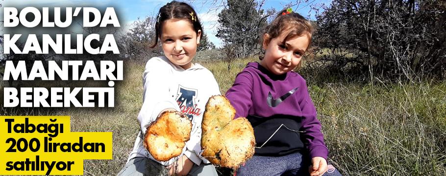 Bolu'da kanlıca mantarı tabağı 200 liradan satılıyor