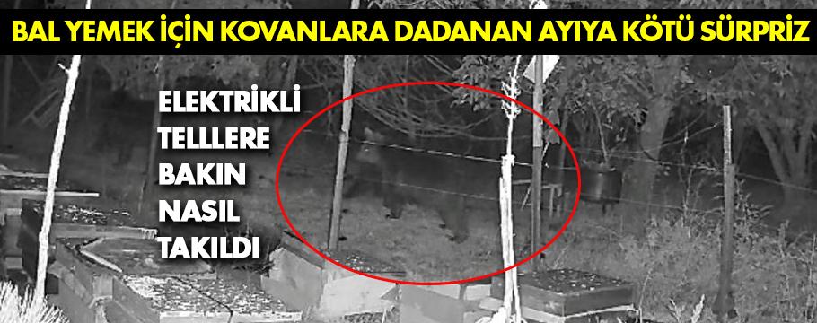 Kovanlara dadanan ayı elektrikli tele takıldı