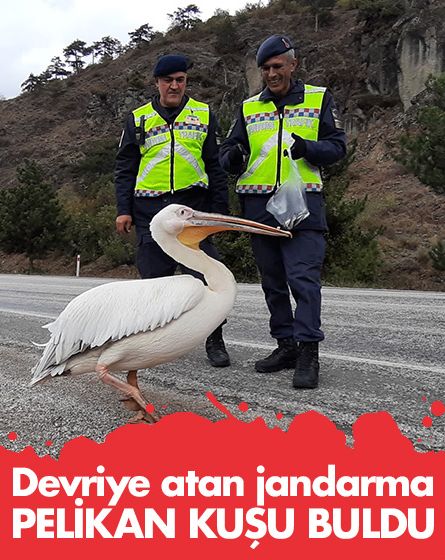 Devriye atan jandarma pelikan buldu