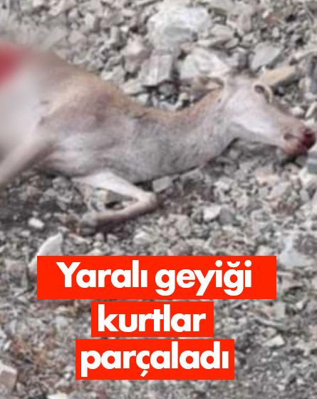 Otomobilin çarptığı geyik kurtlara yem oldu