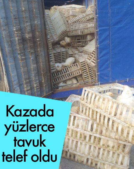 Kazada yüzlerce tavuk telef oldu