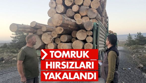 Bolu'da tomruk hırsızlarına darbe: 4 kişi tutuklandı