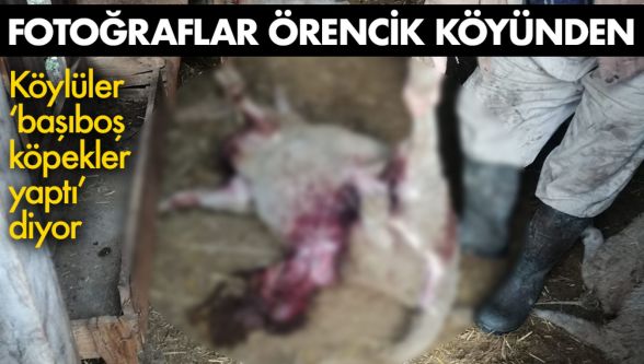 Köylülerin başıboş köpek isyanı