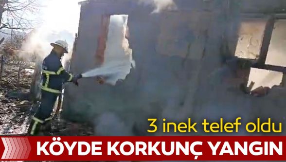 Bolu'da korkunç yangın: 3 inek telef oldu