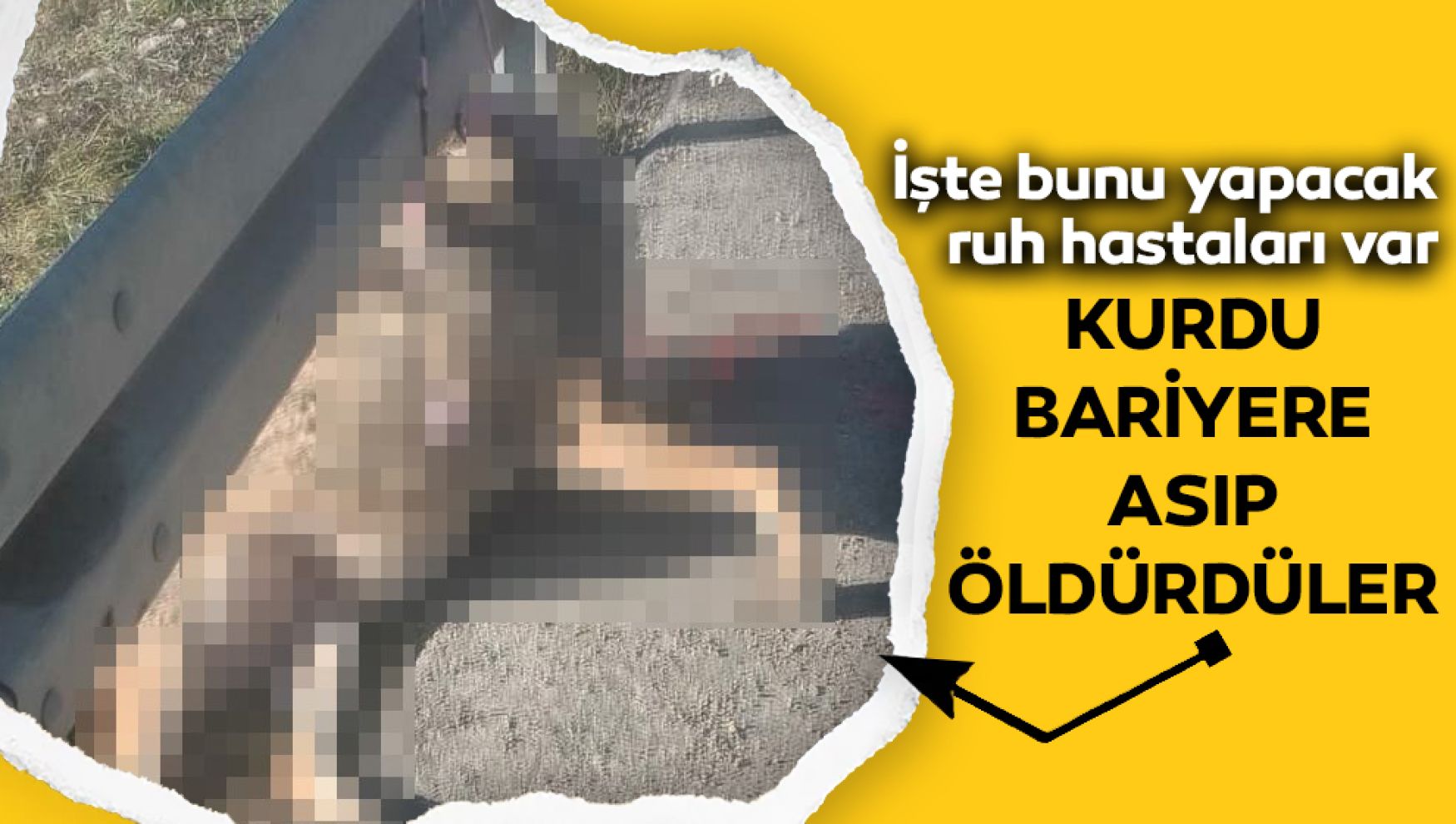 Bolu'da kurdu bariyere asıp öldürmüşler