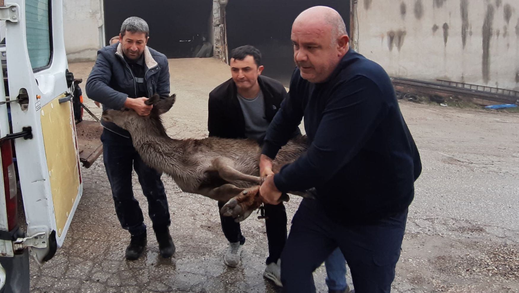 Köpeklerin saldırısına uğrayan karaca, vatandaşlar tarafından kurtarıldı