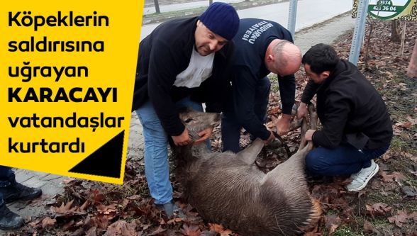 Köpeklerin saldırısına uğrayan karaca, vatandaşlar tarafından kurtarıldı