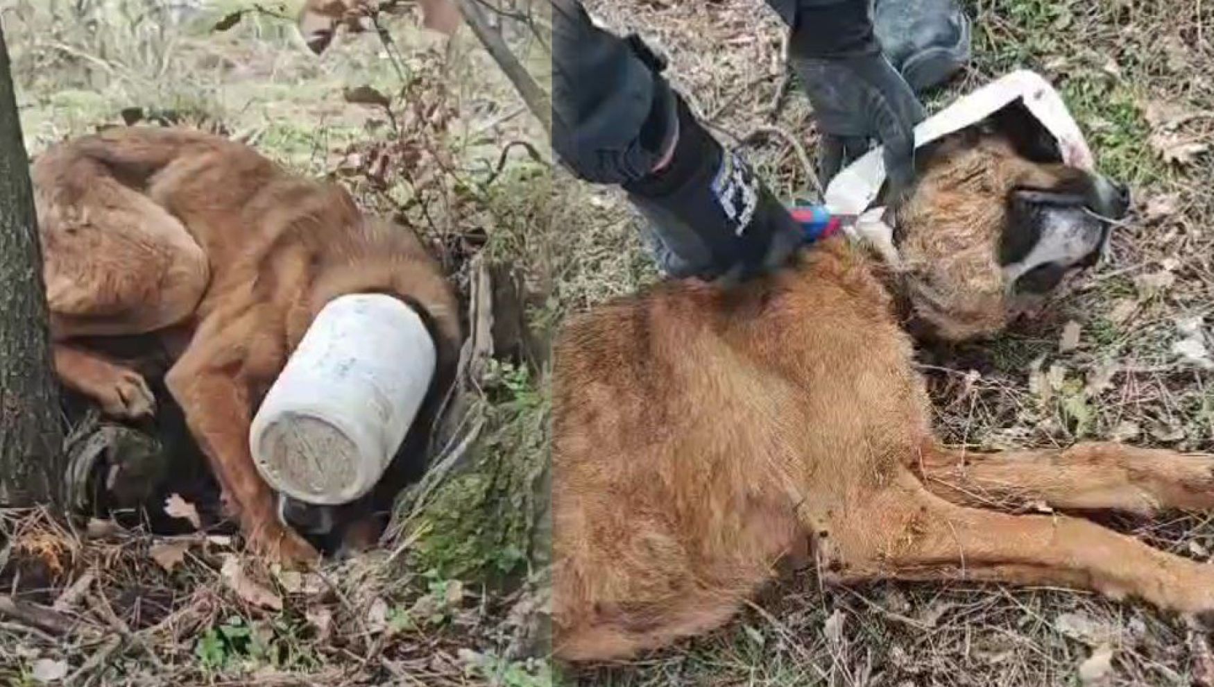 Kafasına plastik bidon sıkışan köpeğe yardım eli