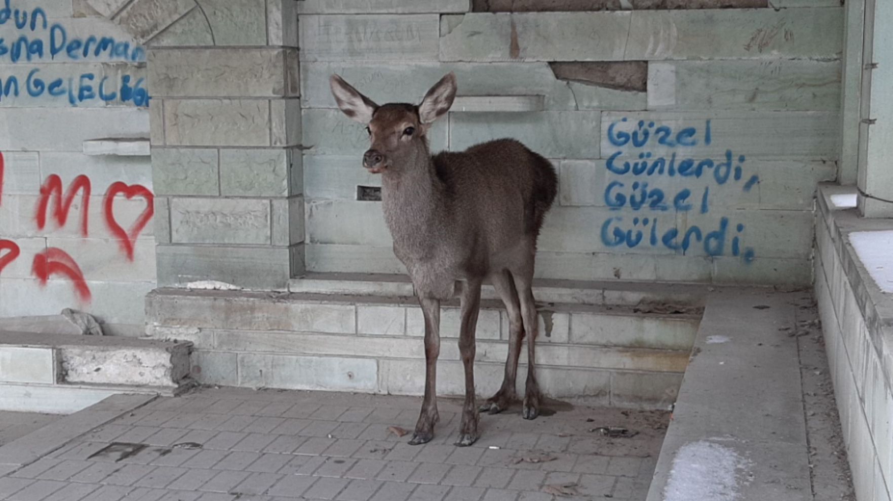 Kendini köpeklerden kurtaran Karaca ilçe halkını sık sık ziyaret ediyor