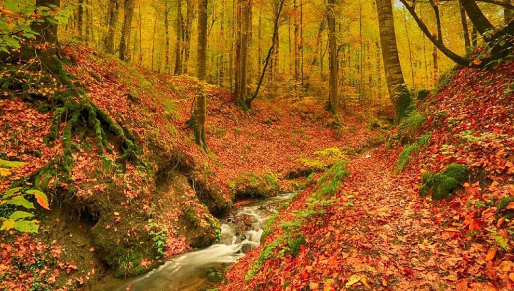 Bolu'daki tabiat ve milli parkları korumak için çeşitli yasaklar getirildi