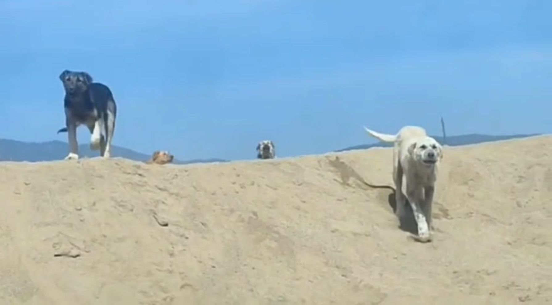 İşte Bolu'daki yüzlerce başıboş köpek