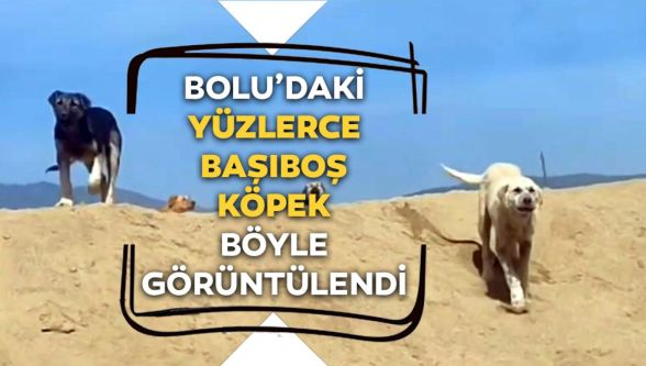 İşte Bolu'daki yüzlerce başıboş köpek