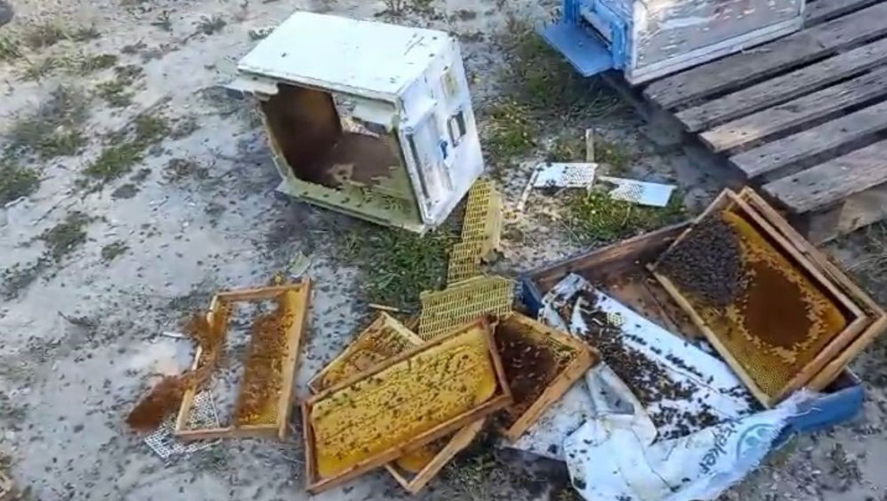 Aç kalan ayı arı kovanlarını paramparça etti