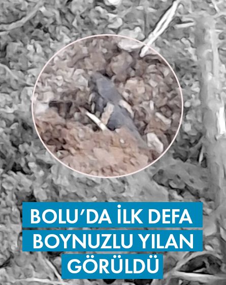 Bolu'da ilk defa boynuzlu yılan görüldü