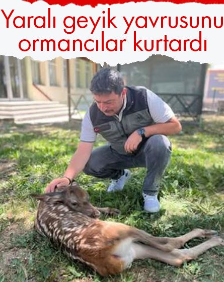 Yaralı geyik yavrusu koruma altına alındı