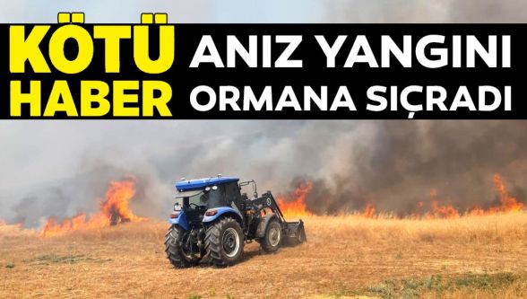 Bolu'da anız yangını ormana sıçradı