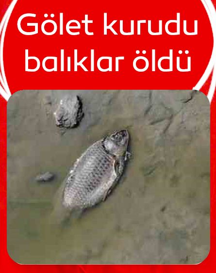 Bolu'da gölet kurudu: Yüzlerce balık telef oldu