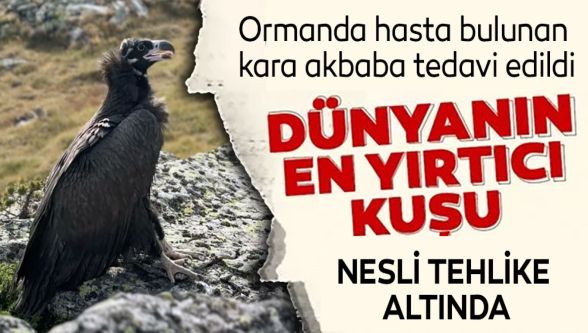 Ormanda hasta bulunan kara akbaba tedavi edildi
