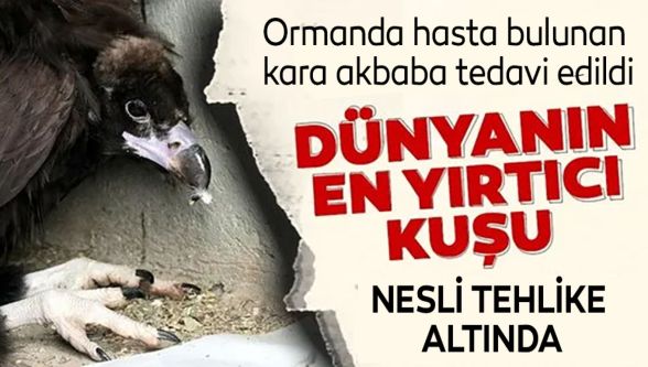 Ormanda hasta bulunan kara akbaba tedavi edildi
