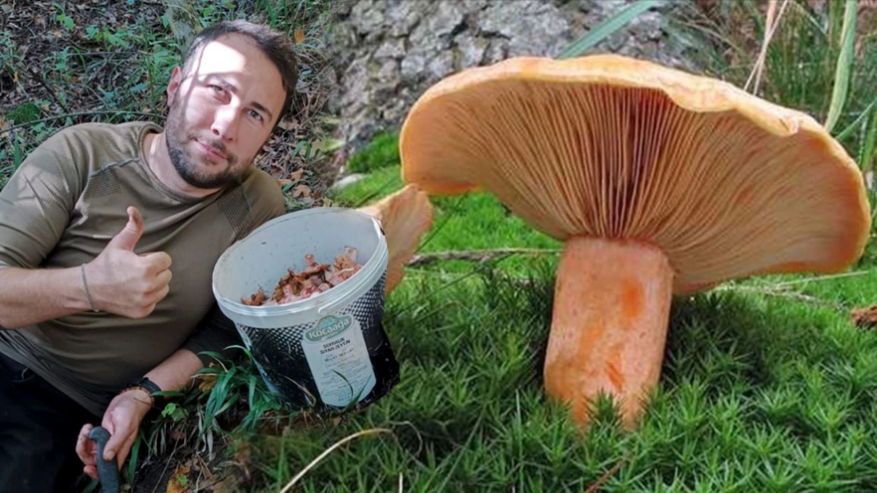 Bolu ormanlarında mantar bereketi: 25 kilo kanlıca topladı