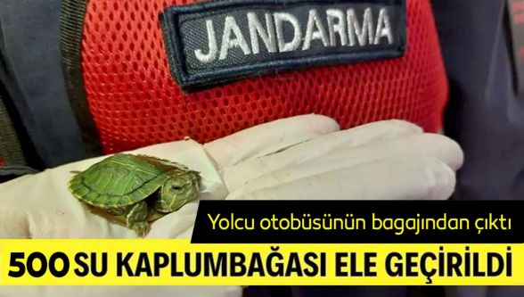 Yolcu otobüsünde 500 yasaklı su kaplumbağası ele geçirildi