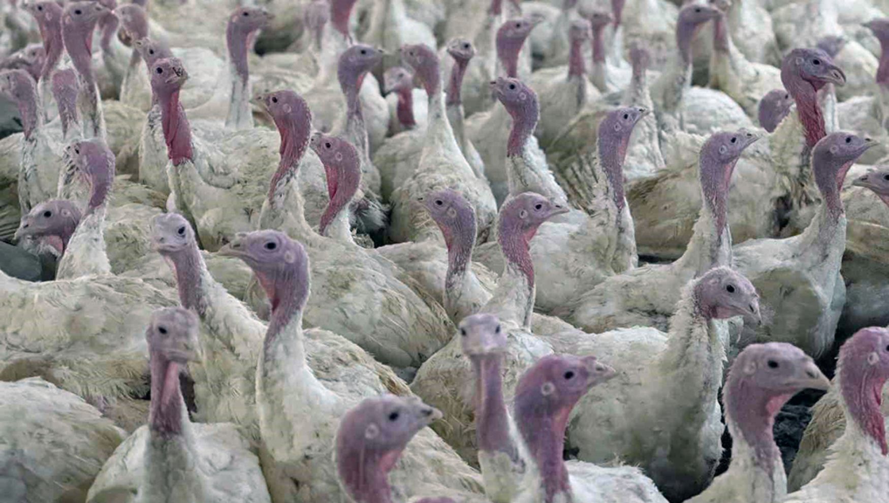 Bolu’da üreticilere kritik “kuş gribi” uyarısı