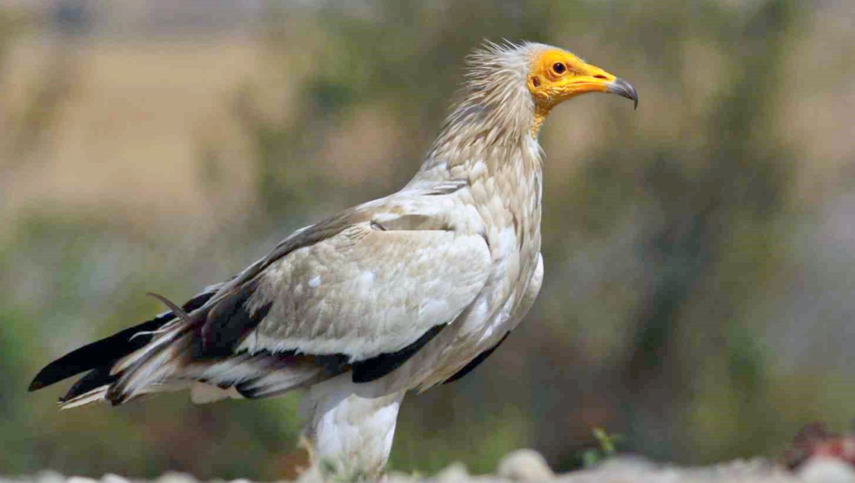 Dünyada sadece üç noktada görülen eşsiz doğa döngüsü Bolu’da yaşanıyor