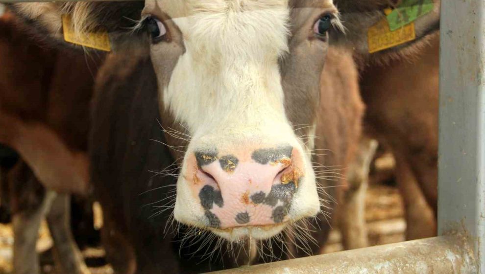 Mudurnu'da şap alarmı: 18 köy ve 4 mahalle karantinada