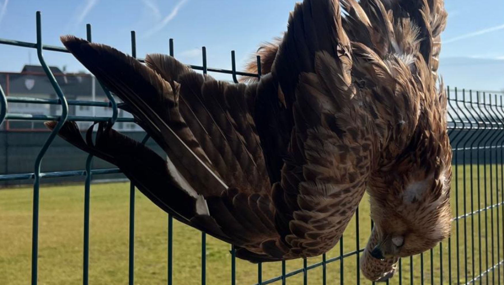 Bolu'da bahçe çitine takılan kızıl şahin telef oldu