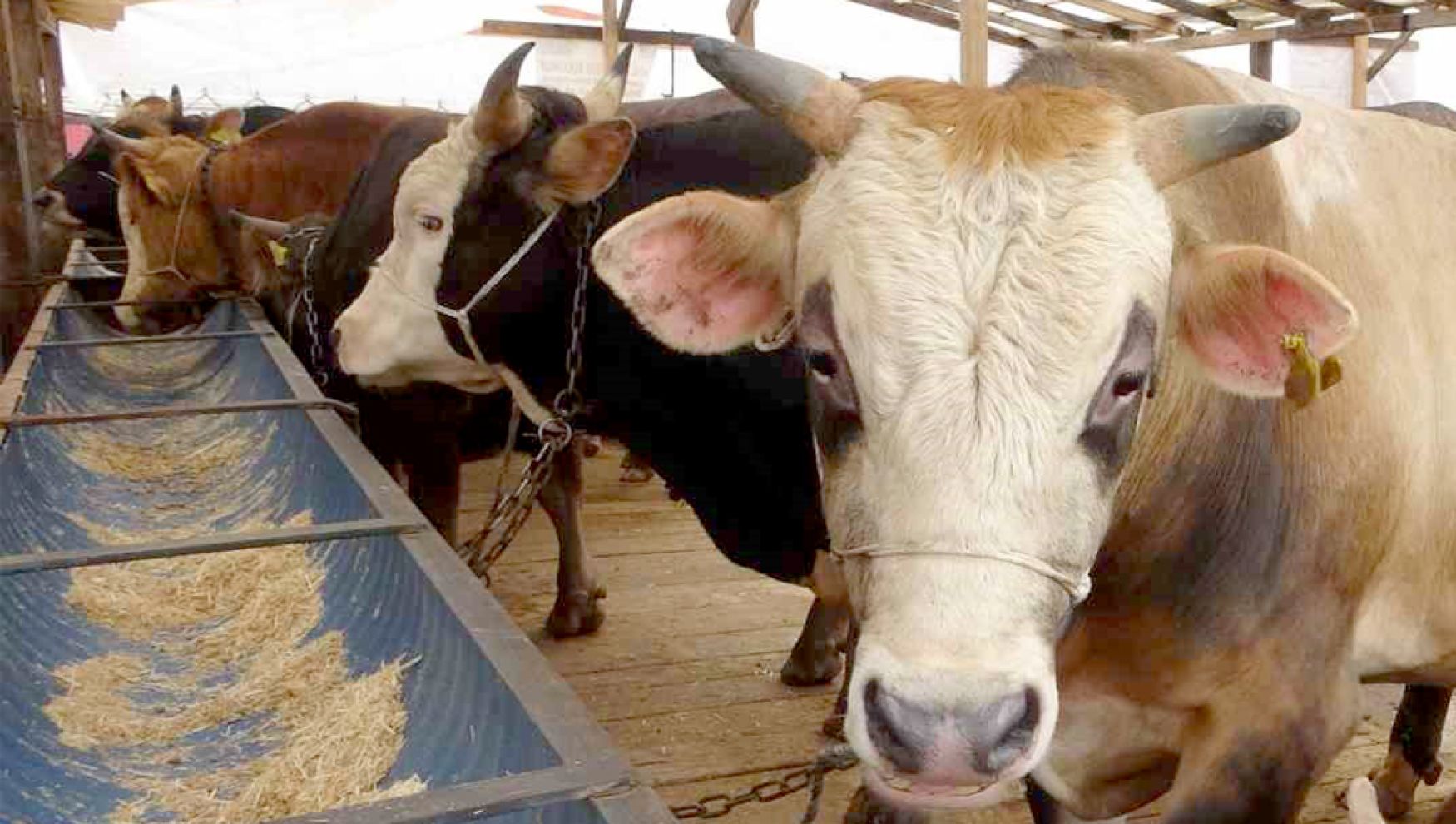 Bolu’da şap kısıtlamaları kaldırıldı