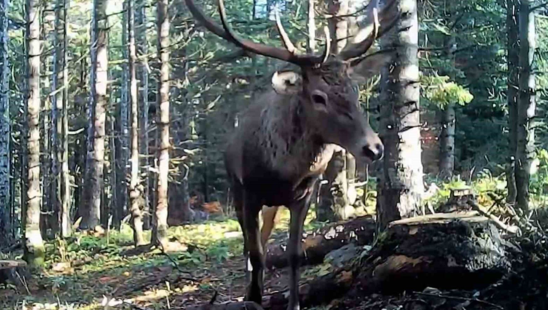 Bolu’nun ormanlarında yaban hayatı fotokapanlara yansıdı