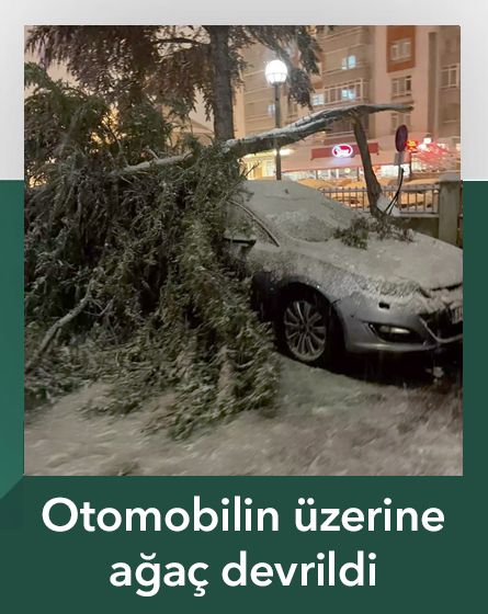 Bolu'da kar nedeniyle hastane önündeki çam ağacı devrildi