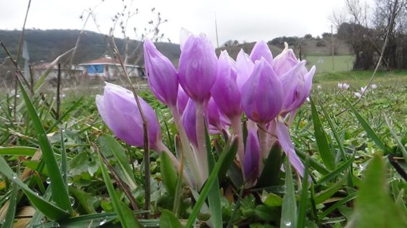 Bolu'da baharın müjdecisi çiğdemler çiçek açtı