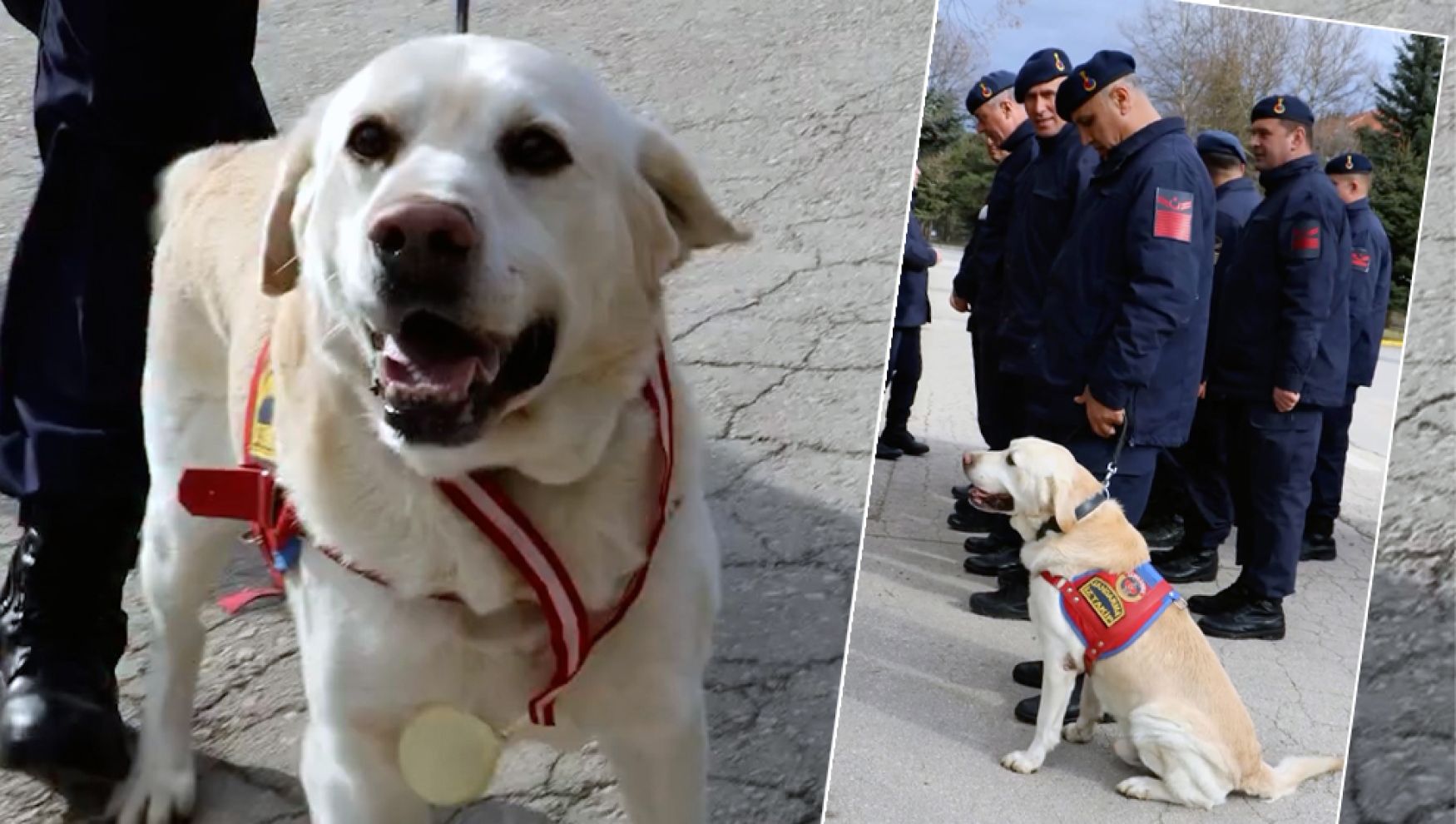 Jandarmanın hassas burnu Medyum 10 yıllık mesaisini tamamladı