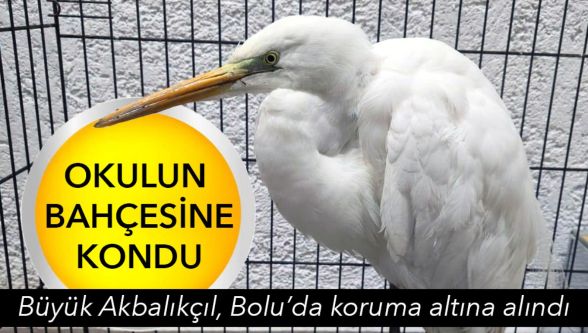 Bolu'da okul bahçesine konan Büyük Akbalıkçıl doğal ortamına bırakıldı