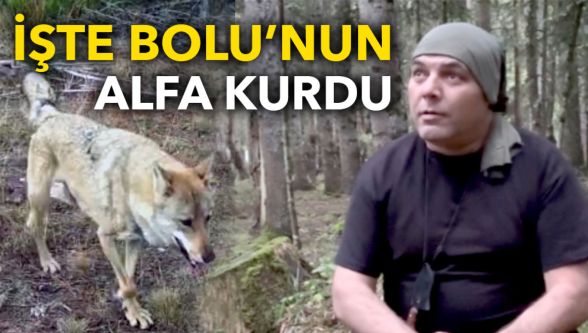 Bolu'da bir ilk: Fotokapana ‘alfa kurt' takıldı