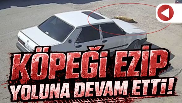 Bolu'da otomobil yolda yatan köpeği ezdi