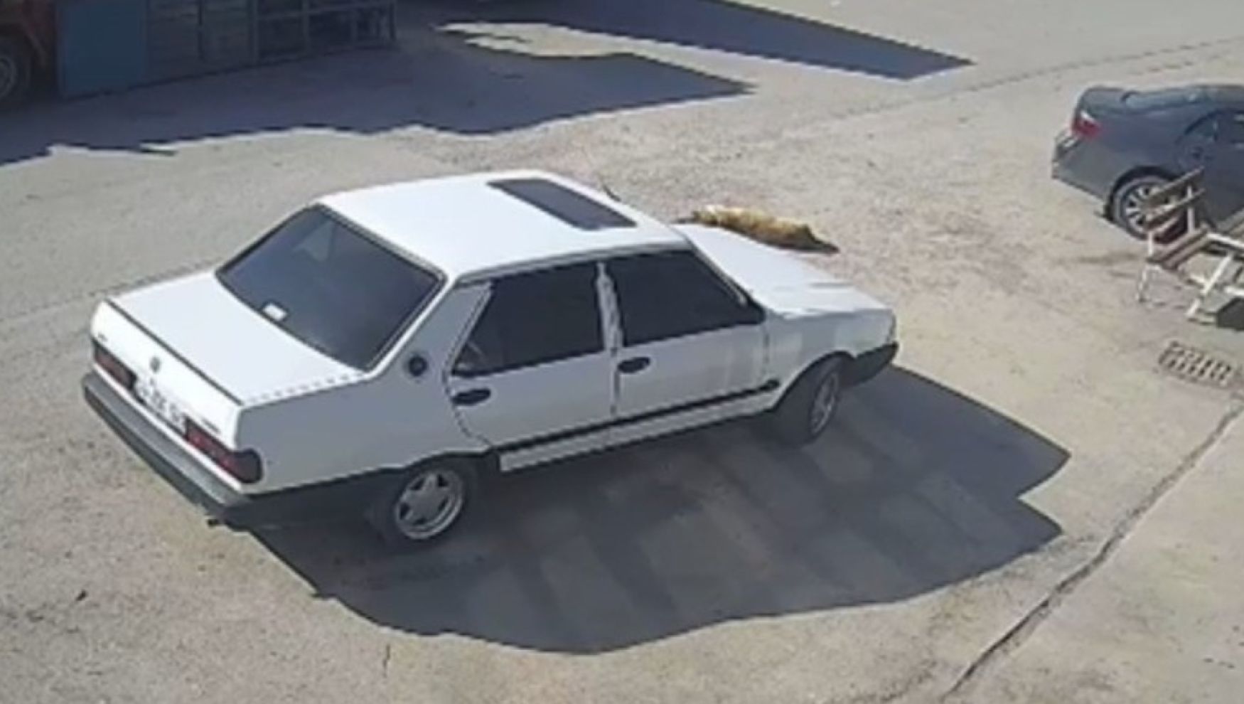 Bolu'da otomobil yolda yatan köpeği ezdi