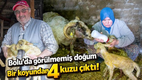 Bolu'da dördüz kuzu sevinci: İlk kez yaşadı