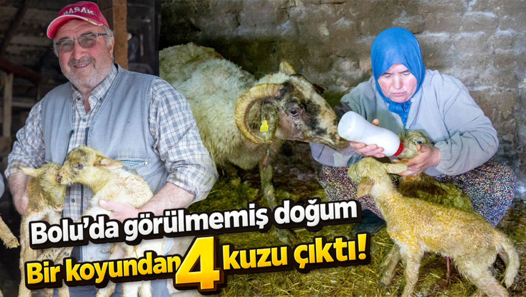 Bolu'da dördüz kuzu sevinci: İlk kez yaşadı