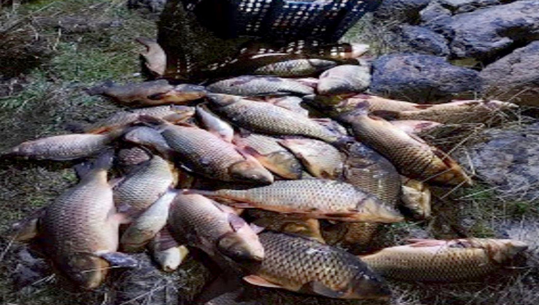 Gölette kaçak av operasyonu: 250 kilo sazan kurtarıldı!