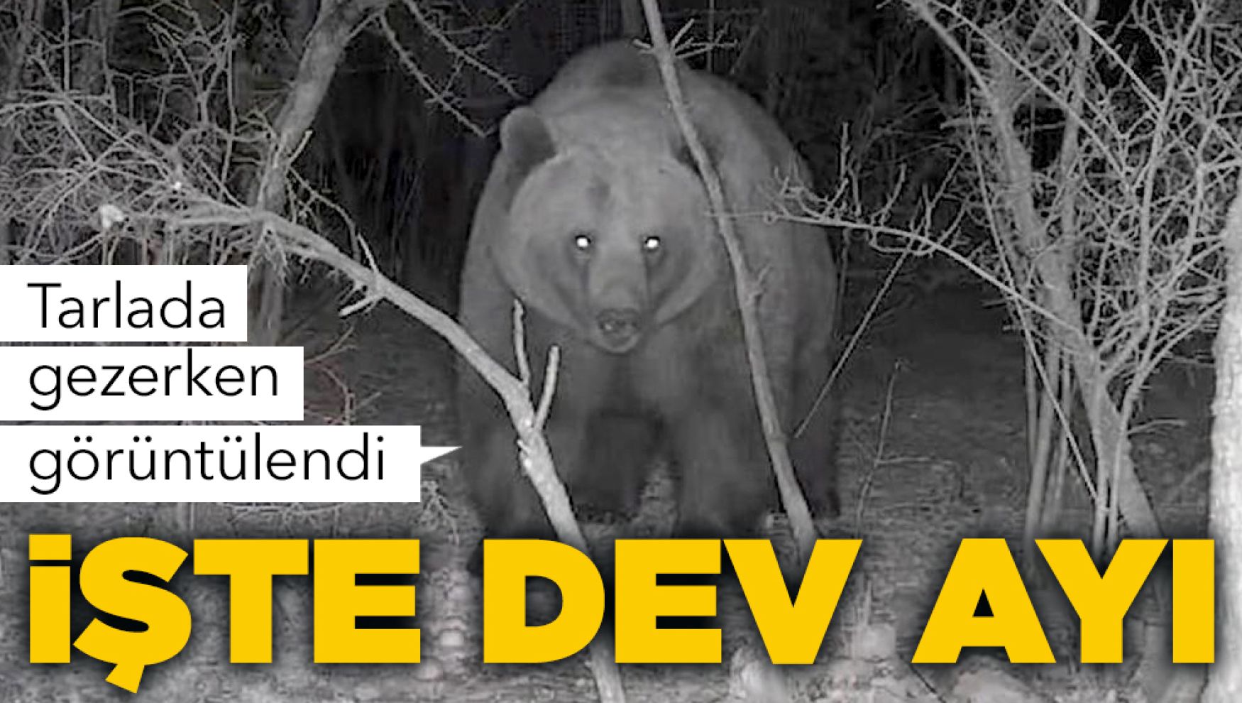 Dev ayı objektife takıldı
