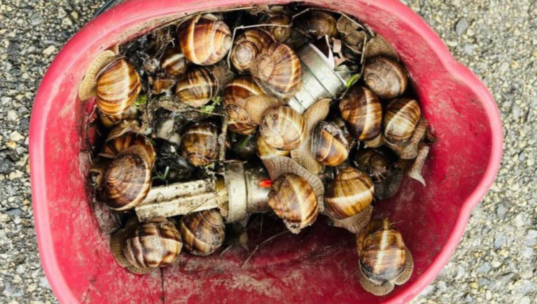 Yeniçağa Gölü’nde şaşırtan olay: 16 kilo salyangoz topladı!