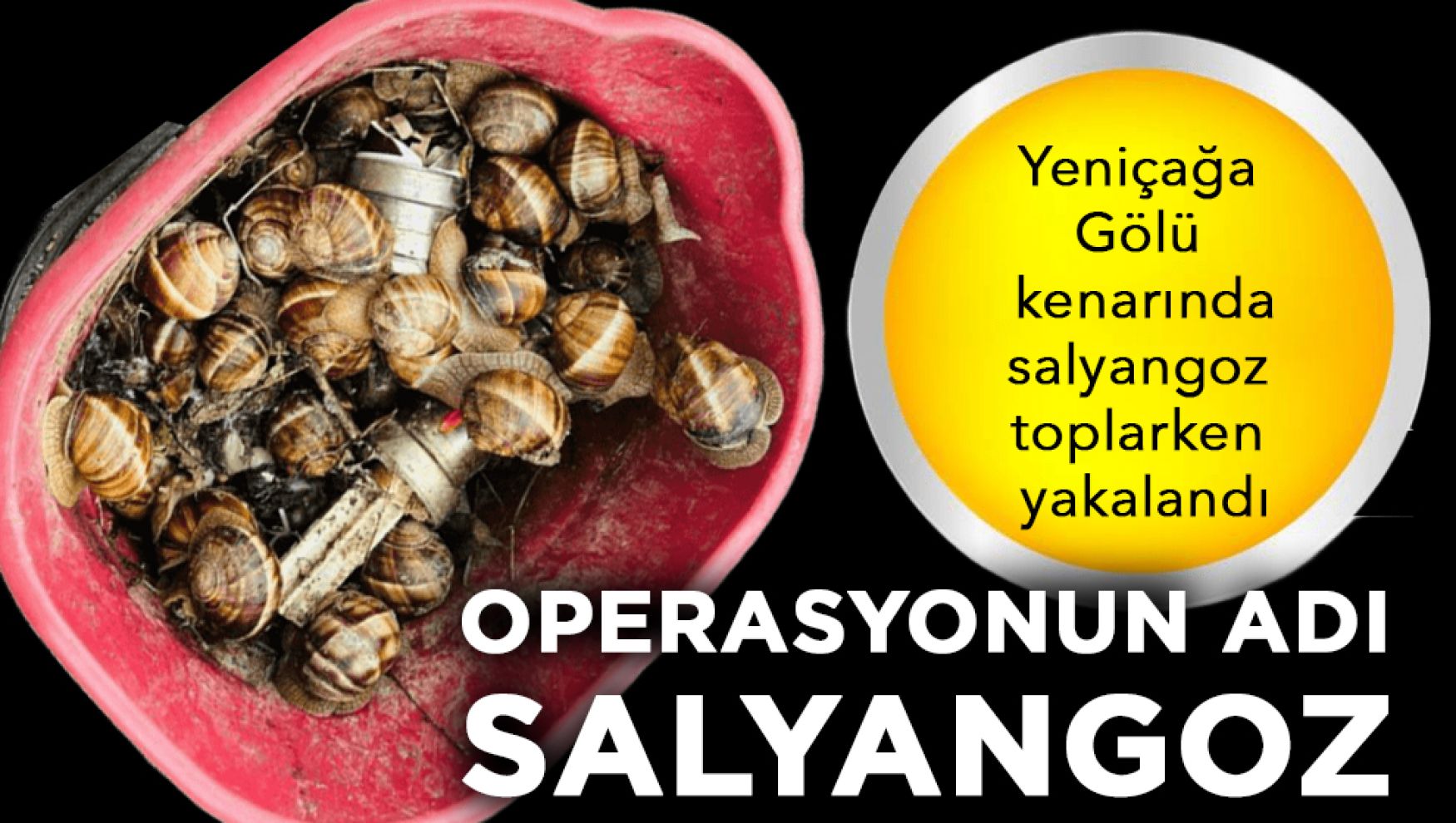 Yeniçağa Gölü'nde şaşırtan olay: 16 kilo salyangoz topladı!