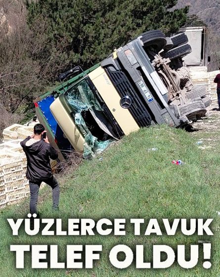 Canlı tavuk yüklü kamyon devrildi: Yüzlerce tavuk telef oldu