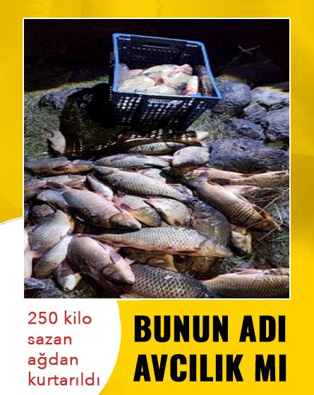 Gölette kaçak av operasyonu: 250 kilo sazan kurtarıldı!