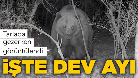 Dev ayı objektife takıldı