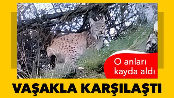 Yolda vaşakla karşılaştı !